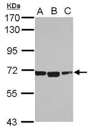 ACSM1 antibody
