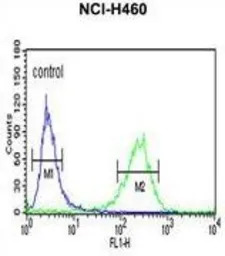 PISD antibody, Internal