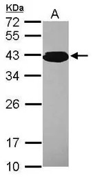 PCBP3 antibody [N1C2]