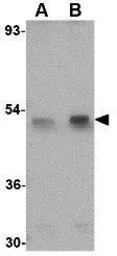 Spred1 antibody