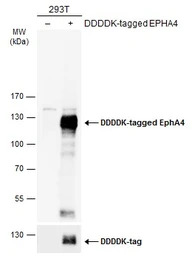 EphA4 antibody [N3C2-2], Inter
