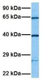 2'-PDE antibody, Internal