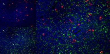 CD4 antibody [W3/25]