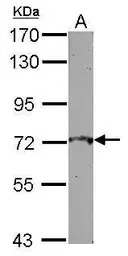 L3MBTL4 antibody [N2C2], Inter
