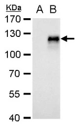 CD133 antibody [N1C1]