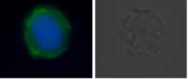 DR5 antibody [DJR2-4]
