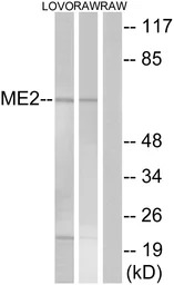 ME2 antibody