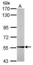 PXK antibody [N2C2], Internal