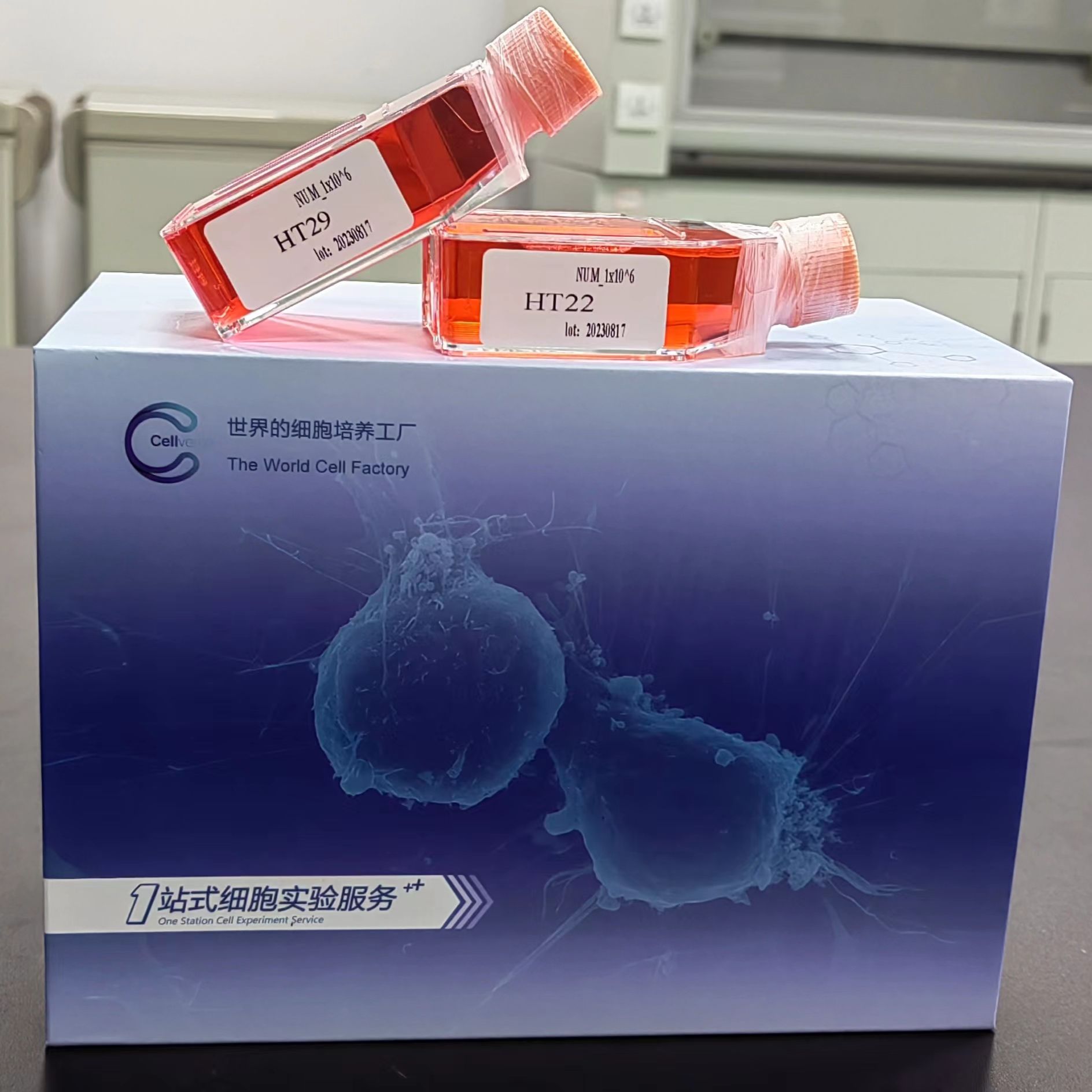 SU-DHL-8 人B细胞淋巴瘤细胞/STR鉴定