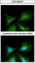 5-HT7 receptor antibody [N1], 