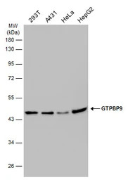 GTPBP9 antibody [C1C3]