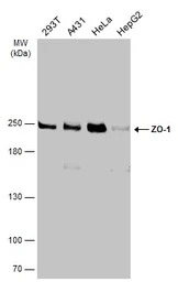 ZO-1 antibody