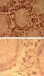 TLR7 antibody