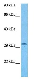 Protor 1 antibody, C-term