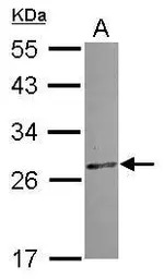 CCDC28B antibody [N1C3]