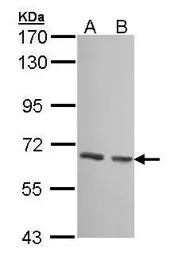 GCKR antibody [N1C3]