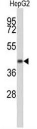ERGIC3 antibody, N-term