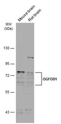 OGFOD1 antibody [N1N3]