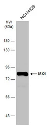 MX1 antibody [N2C2], Internal
