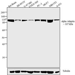 alpha Adaptin antibody [AC1-M1