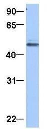 GRSF1 antibody, Internal