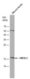 UBE2L3 antibody [N1C3]