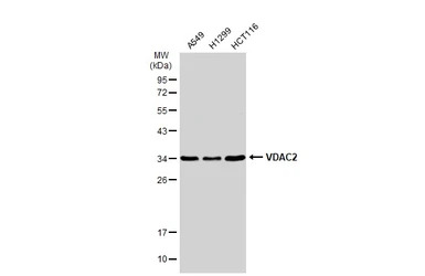 VDAC2 antibody [C2C3], C-term