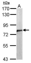 CDC5L antibody [N2C2], Interna