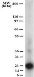 sRANKL antibody [12A380]