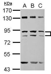 ZFY antibody [N1N2], N-term