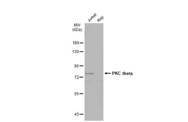 PKC theta antibody [N1N3-2]