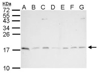 PIN1 antibody [N1C3-2]