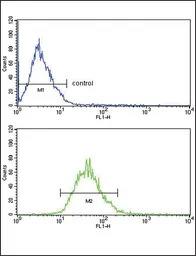 LDL Receptor antibody, Interna