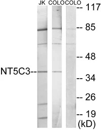 NT5C3 antibody