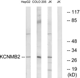 KCNMB2 antibody