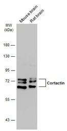 Cortactin antibody [N1], N-ter