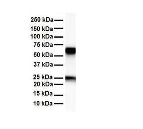 SLC33A1 antibody, Internal