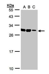 ASB9 antibody [N1C3]