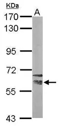 NRBP1 antibody [N1C1]