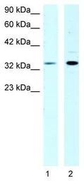 CSDA antibody, N-term