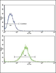 IL18 Receptor beta antibody, N