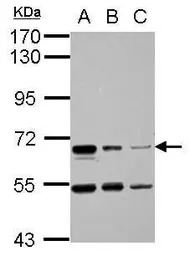 HAI-1 antibody