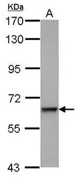 C9 antibody [N2C2-2], Internal