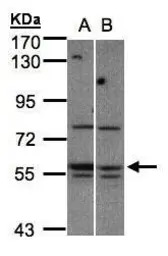 MST3 antibody [N3C3-2]