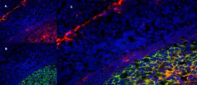 LRP1 antibody [A2Mr alpha-2]