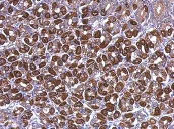 ATP5A1 antibody [C2C3], C-term