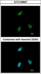 CLUAP1 antibody