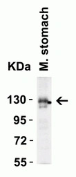 ACE2 antibody