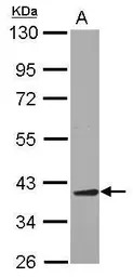 AIMP2 antibody [N2C3]