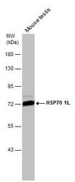 HSP70 1L antibody [N1N3]